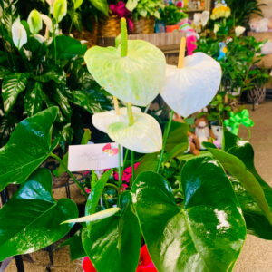 Peace Lily