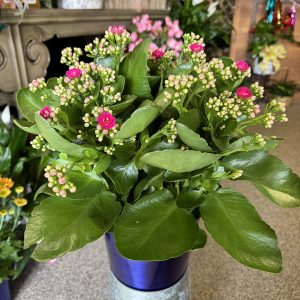 Plants & Dish Gardens