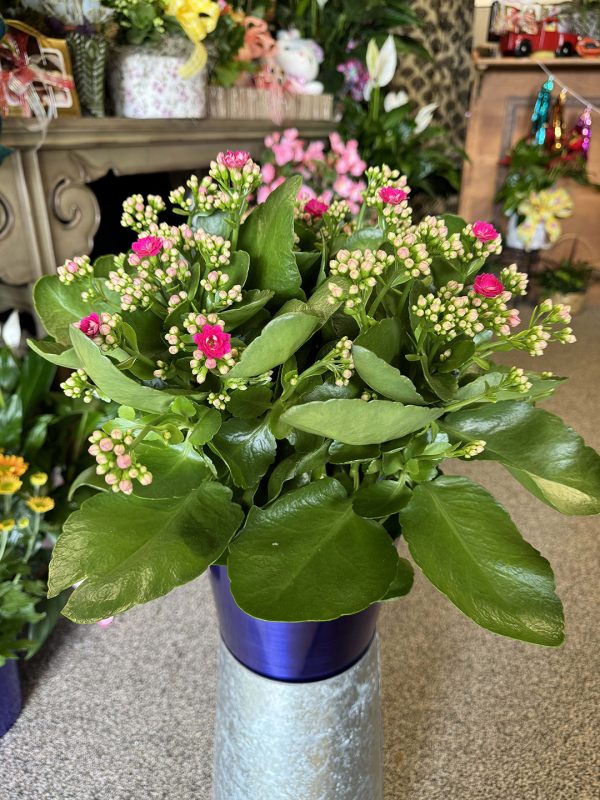 Plants & Dish Gardens - Image 2